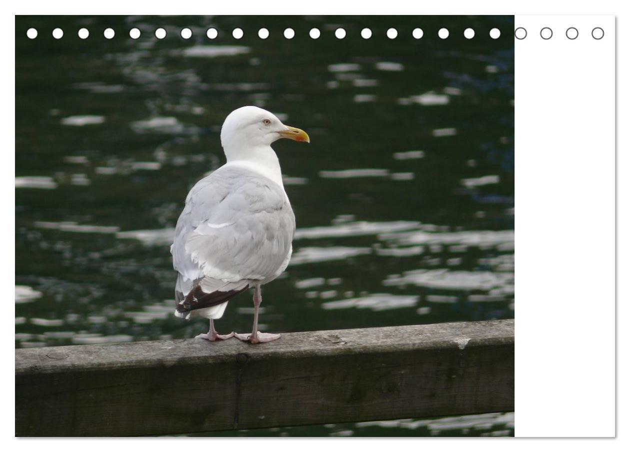 Bild: 9783435776597 | Möwen - Von der Ostsee bis zum Atlantik (Tischkalender 2025 DIN A5...