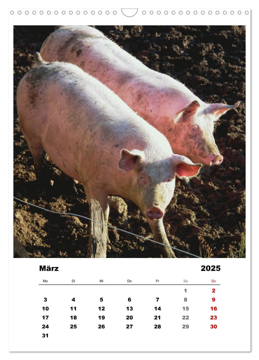 Bild: 9783435927937 | Bauernhoftiere, ganz nah dran (Wandkalender 2025 DIN A3 hoch),...