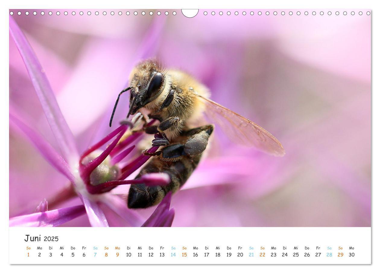 Bild: 9783435051809 | Bee Beautiful - Die phantastische Welt der Bienen (Wandkalender...