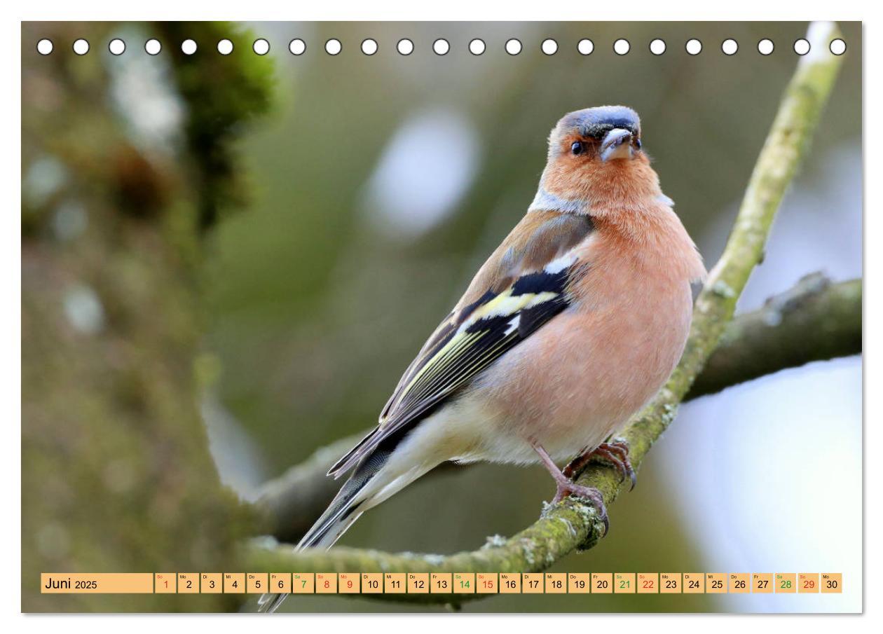 Bild: 9783435147212 | Gefiederte Gesellen - Vögel aus Wald und Garten (Tischkalender 2025...