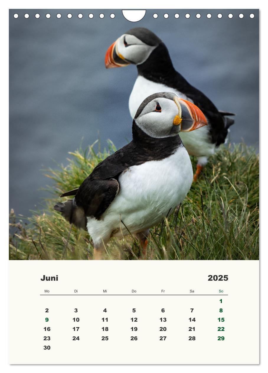 Bild: 9783435916832 | Papageientaucher in Island (Wandkalender 2025 DIN A4 hoch),...