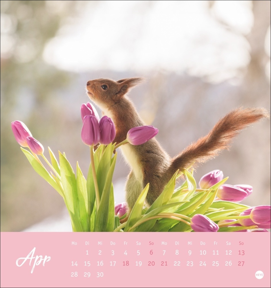 Bild: 9783756407071 | Eichhörnchen Postkartenkalender 2025 | Kalender | Spiralbindung | 2025