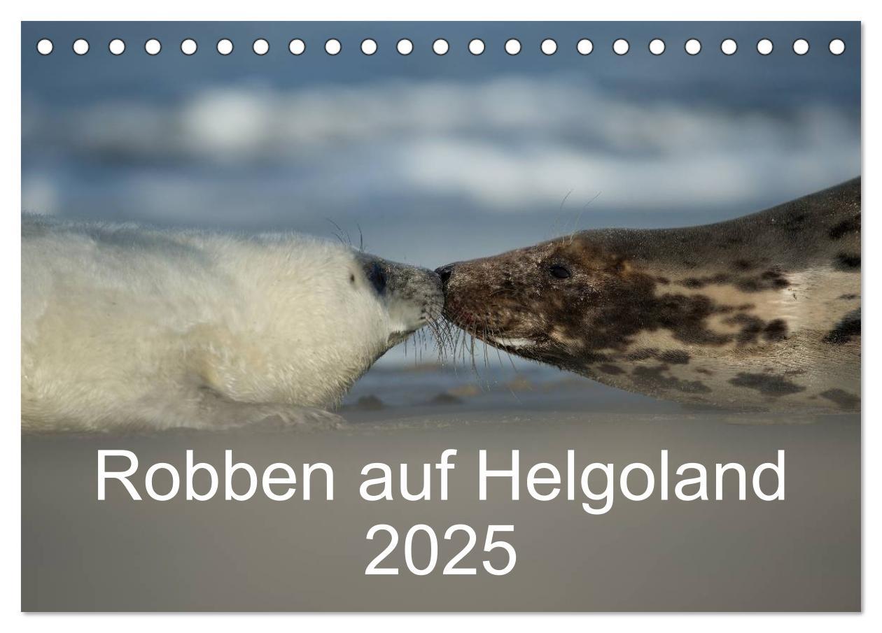 Cover: 9783435712014 | Robben auf Helgoland 2025 (Tischkalender 2025 DIN A5 quer),...