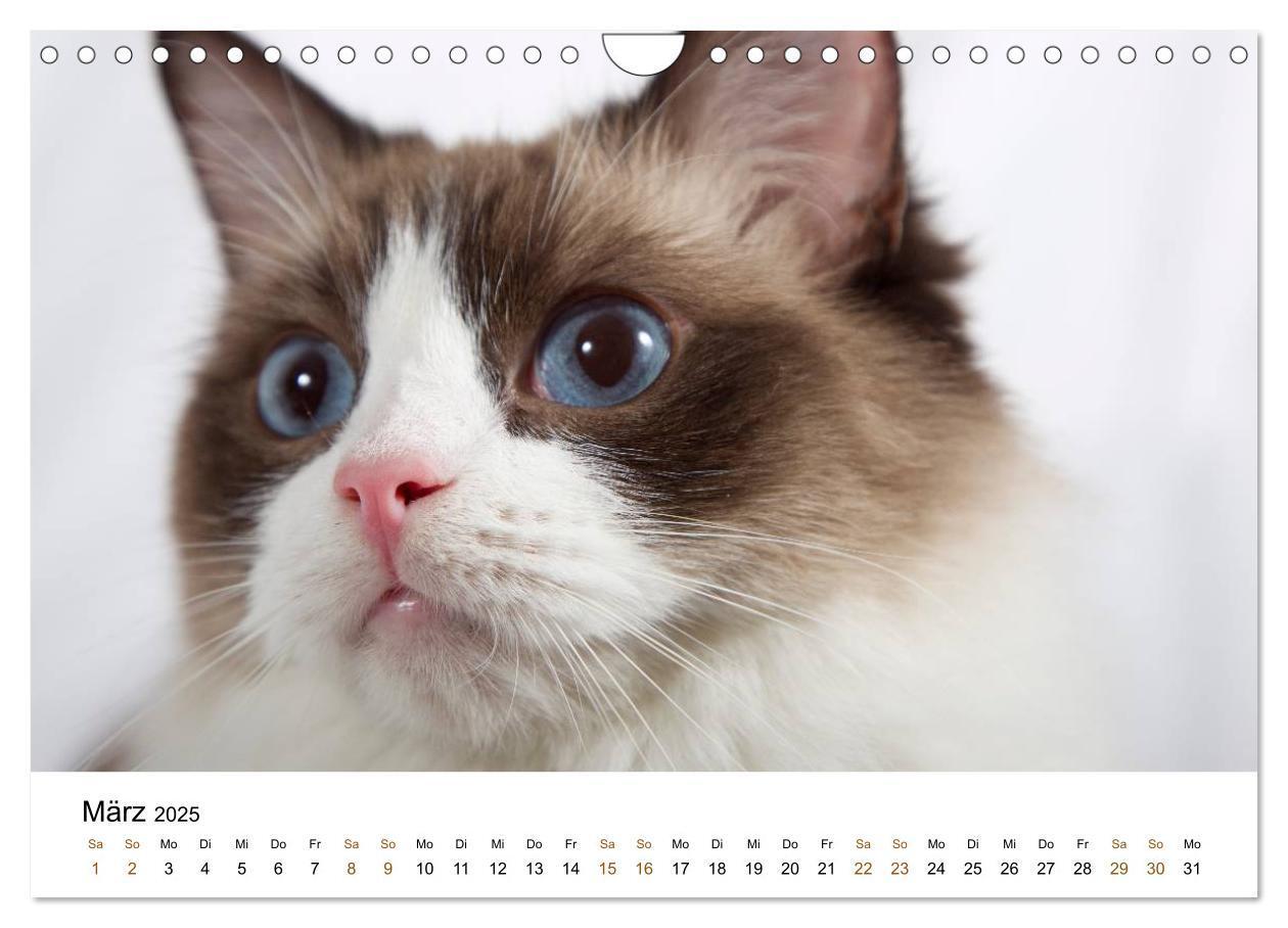 Bild: 9783435754328 | Ragdolls (Wandkalender 2025 DIN A4 quer), CALVENDO Monatskalender