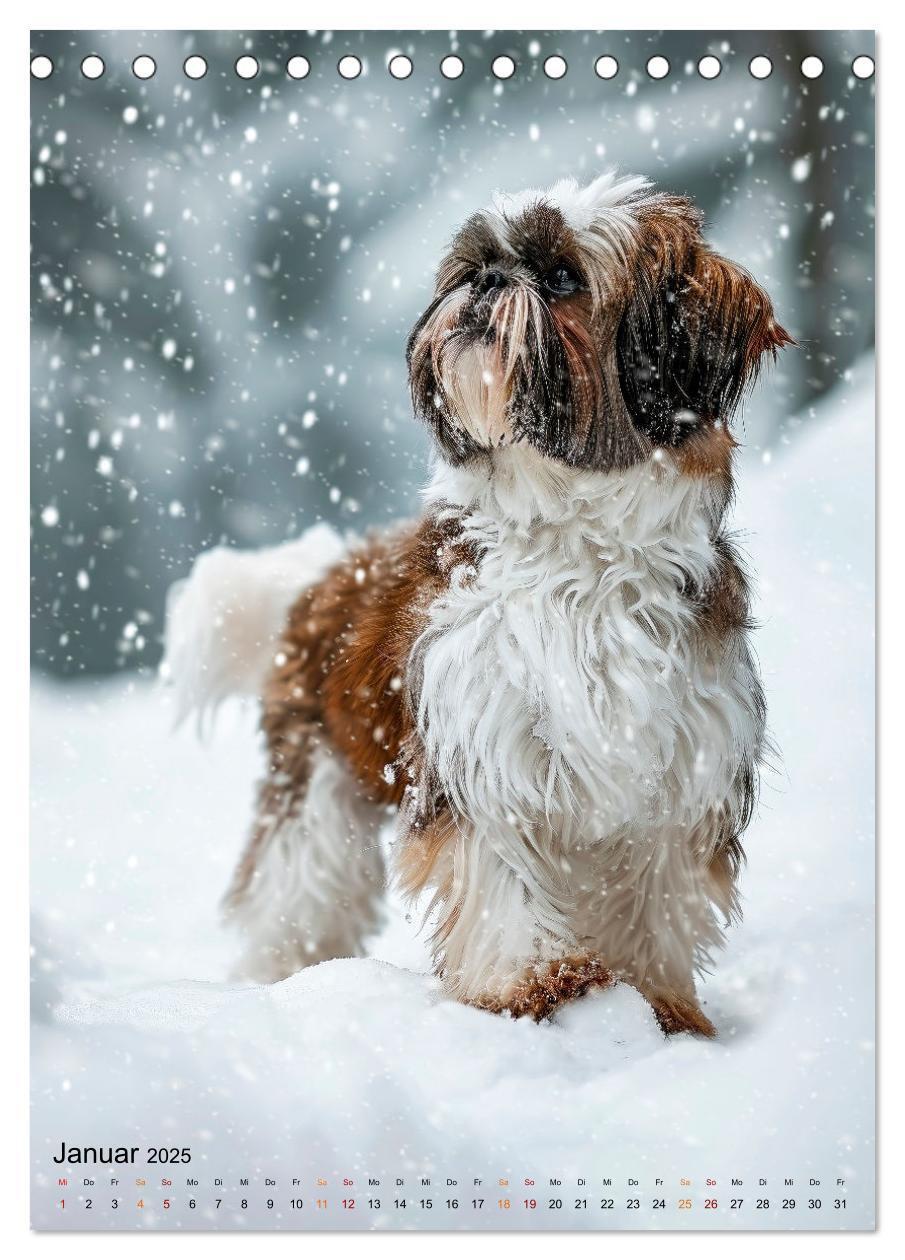 Bild: 9783383765599 | Shih Tzu - immer im Mittelpunkt (Tischkalender 2025 DIN A5 hoch),...