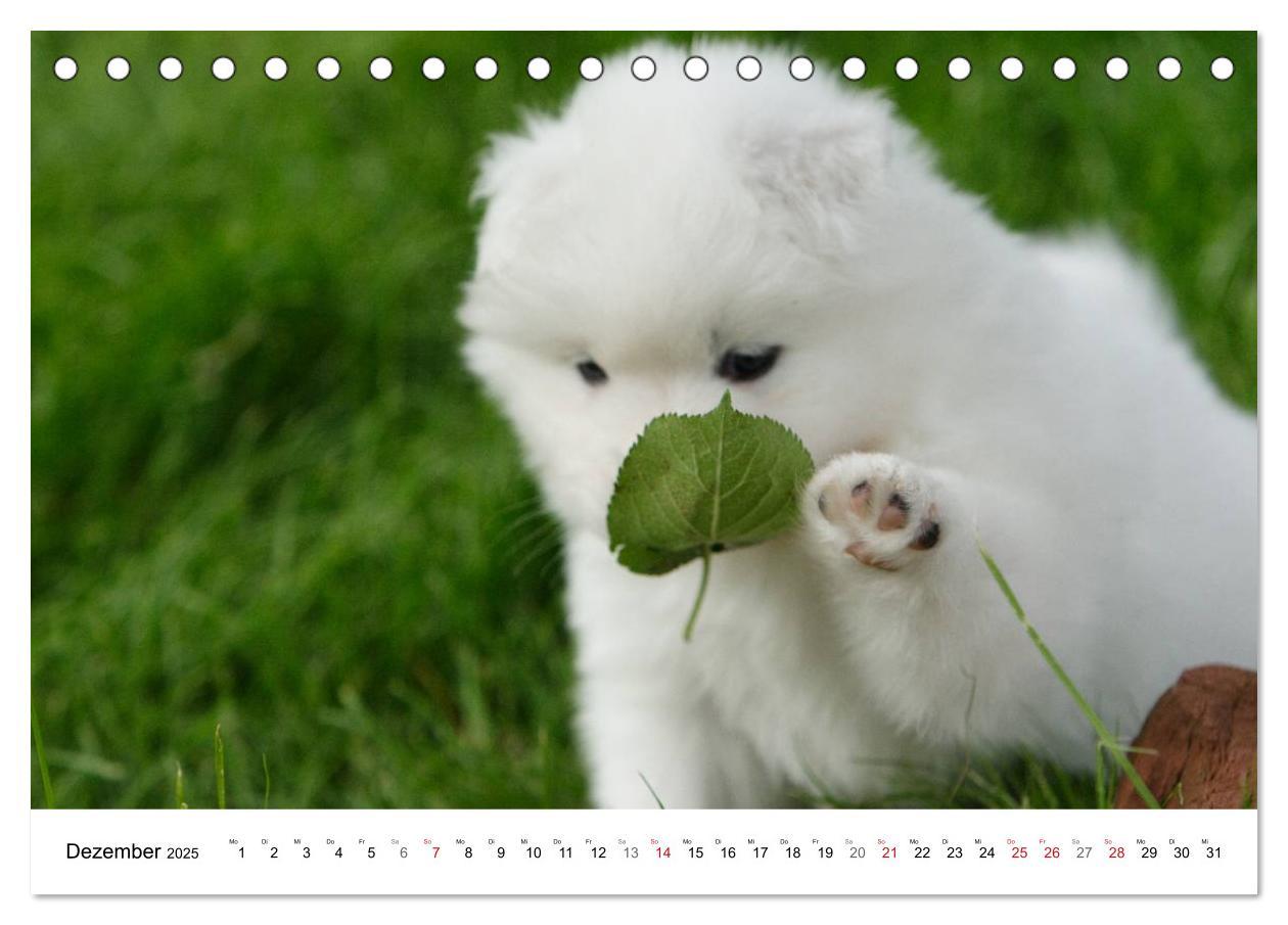 Bild: 9783435718276 | Samojeden Welpen (Tischkalender 2025 DIN A5 quer), CALVENDO...