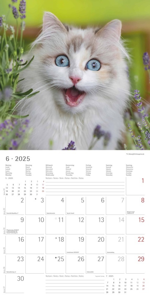 Bild: 4251732340827 | Alpha Edition - Funny Cats 2025 Broschürenkalender, 30x30cm,...