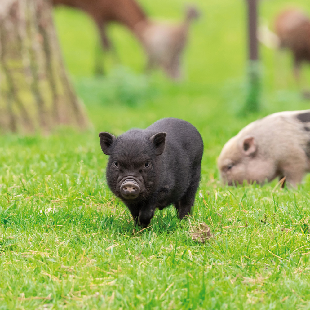 Bild: 9783959293358 | Piggies/Schweinchen 2024 | Kalender 2024 | Kalender | Drahtheftung