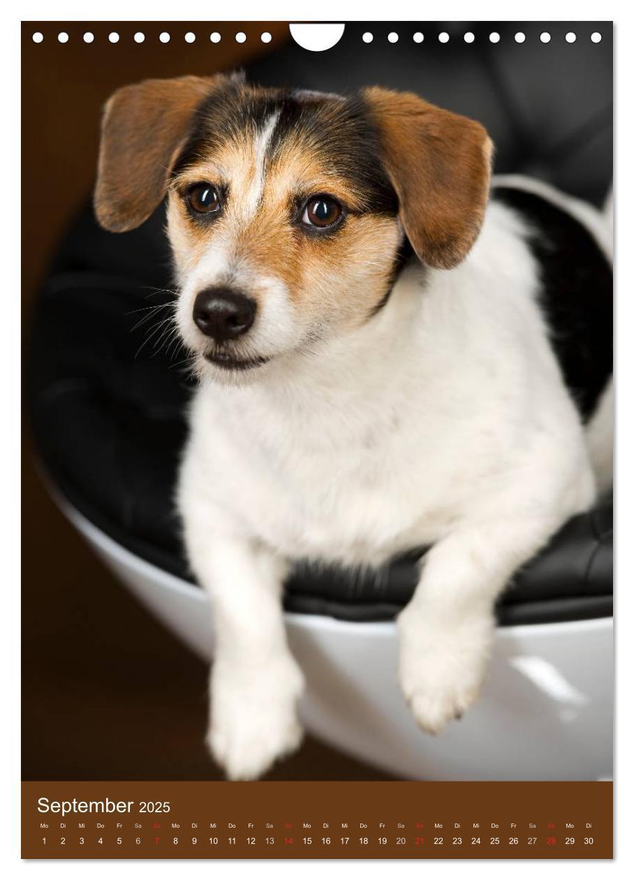 Bild: 9783457064986 | Jack Russell Terrier (Wandkalender 2025 DIN A4 hoch), CALVENDO...