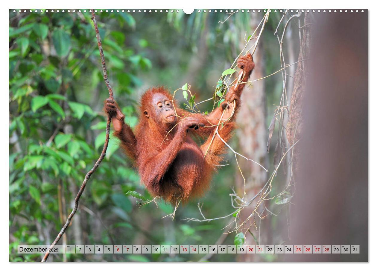 Bild: 9783435227280 | Orang Utans: Zu Besuch im Regenwald (Wandkalender 2025 DIN A2...