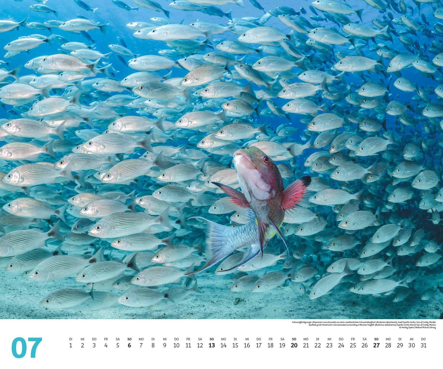 Bild: 4250809653983 | Fischschwärme 2025 - Unterwasser-Natur-Fotografie - Wandkalender 60...