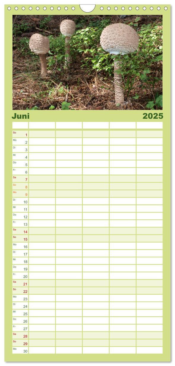 Bild: 9783457113059 | Familienplaner 2025 - Pilzkalender mit 5 Spalten (Wandkalender, 21...