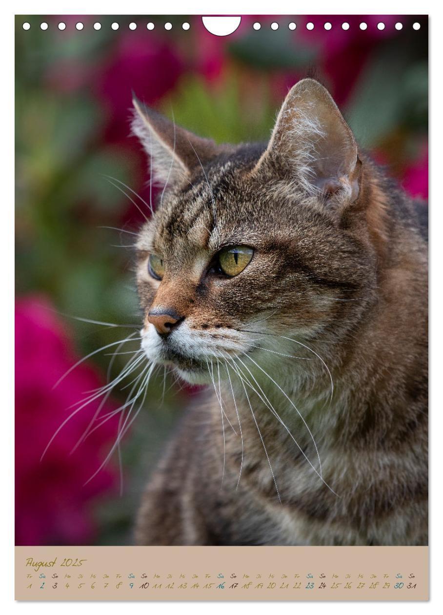 Bild: 9783435892020 | Plüschige Katzen im Garten (Wandkalender 2025 DIN A4 hoch),...