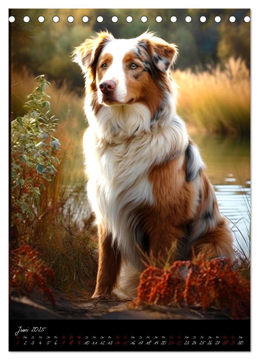 Bild: 9783435877249 | Australian Shepherd (Tischkalender 2025 DIN A5 hoch), CALVENDO...