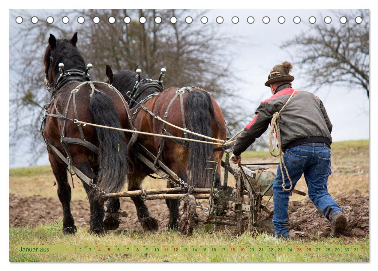 Bild: 9783435095247 | Zugpferde bei der Feldarbeit (Tischkalender 2025 DIN A5 quer),...