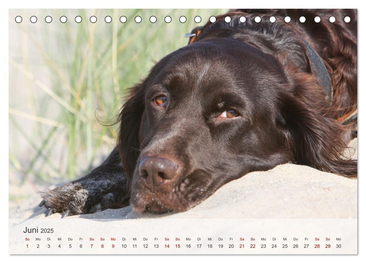 Bild: 9783457145807 | Der kleine Münsterländer (Tischkalender 2025 DIN A5 quer), CALVENDO...