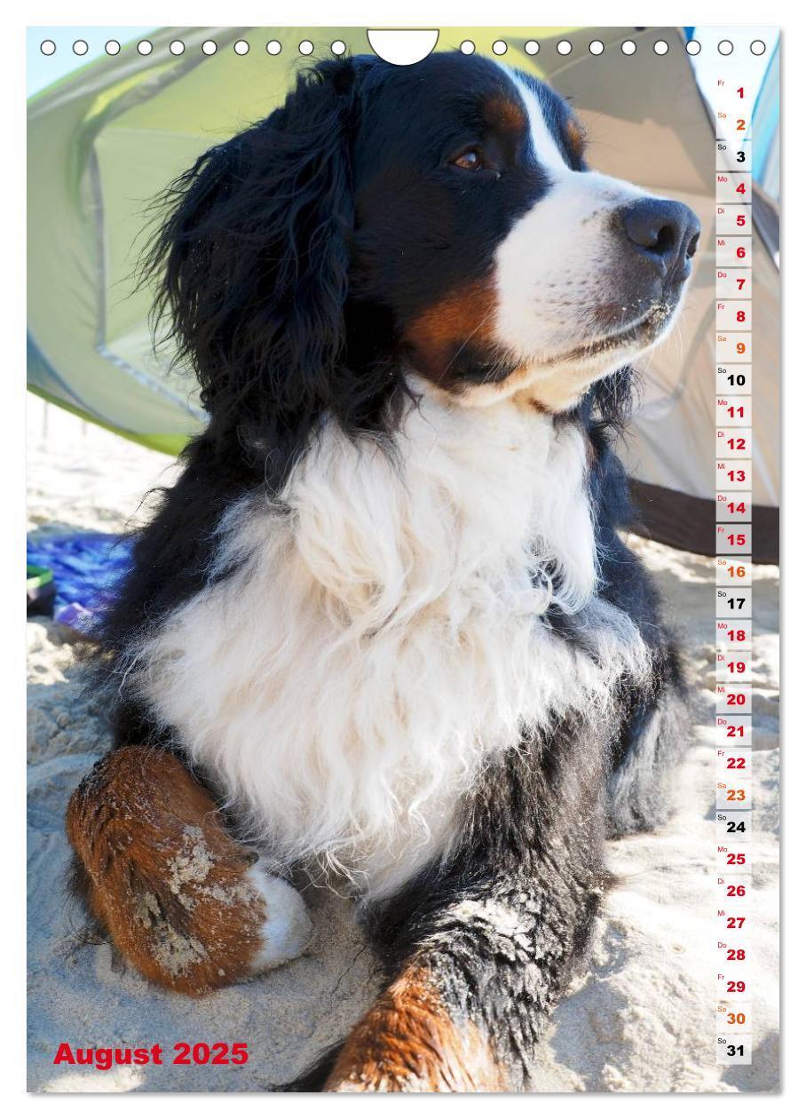 Bild: 9783457032602 | BÄR - Der Berner Sennenhund (Wandkalender 2025 DIN A4 hoch),...