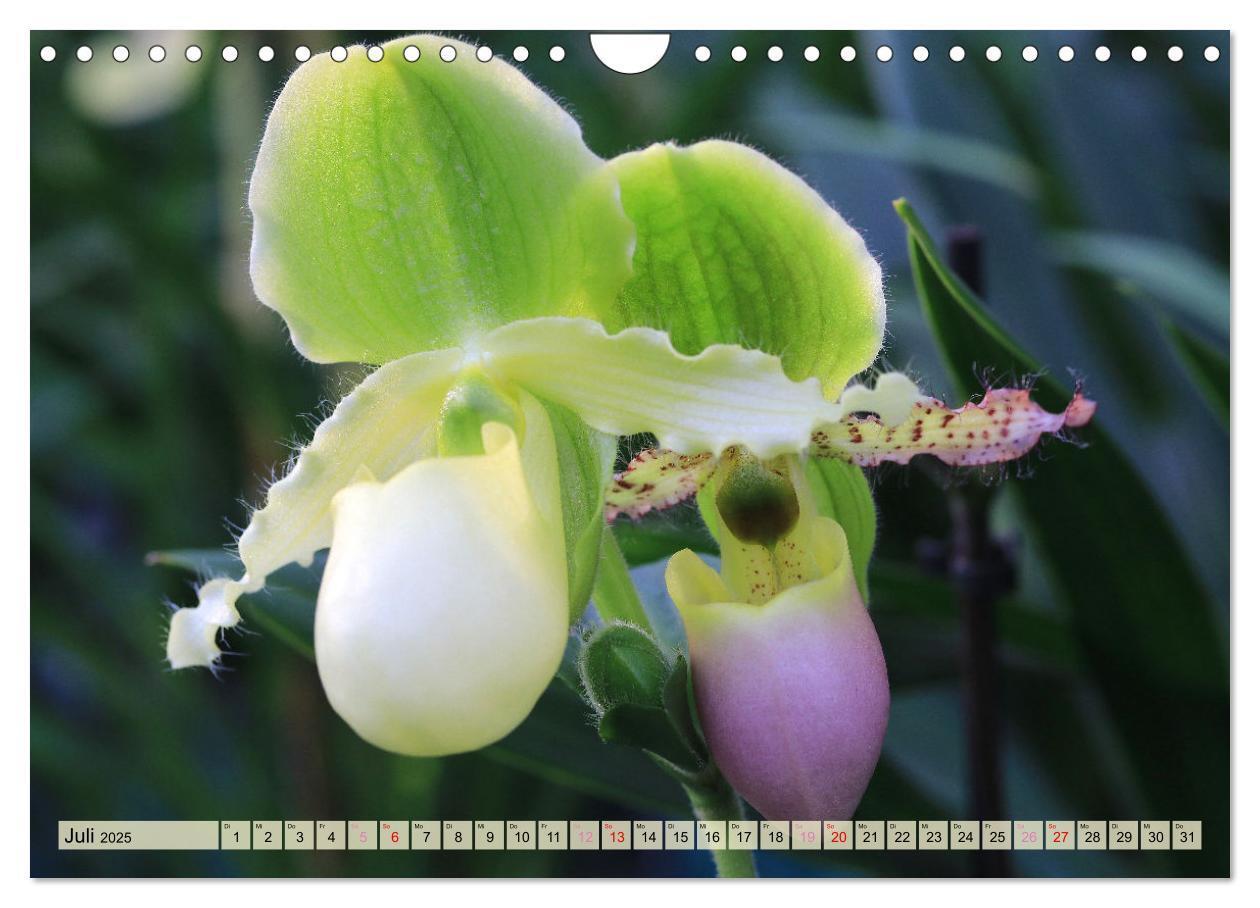 Bild: 9783383765049 | Beliebte Orchideen (Wandkalender 2025 DIN A4 quer), CALVENDO...