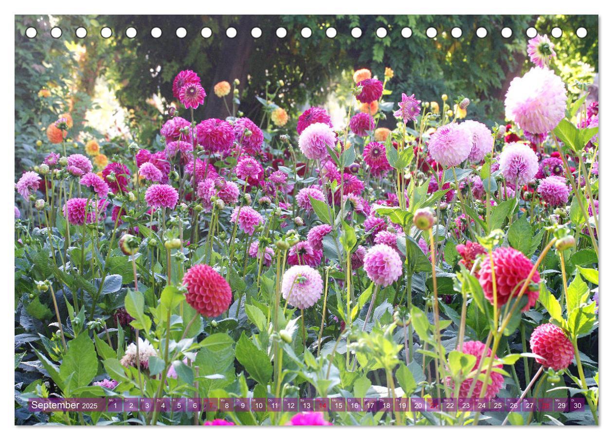 Bild: 9783435171576 | Beschwingte Blumenwelt (Tischkalender 2025 DIN A5 quer), CALVENDO...