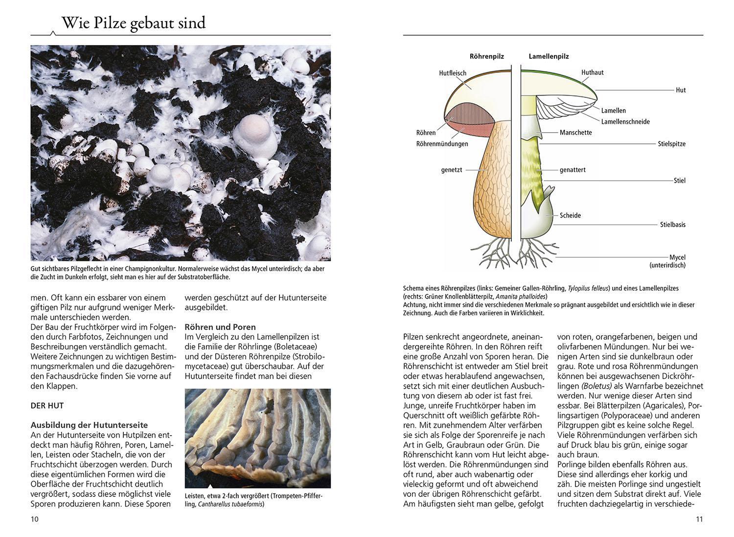 Bild: 9783440174838 | Welcher Pilz ist das? | Markus Flück | Taschenbuch | 416 S. | Deutsch