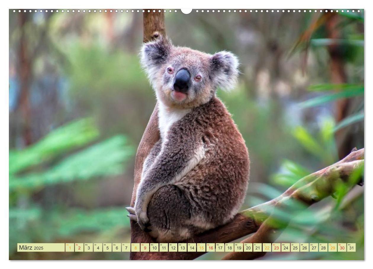 Bild: 9783435587827 | Koala - kleiner Teddy (Wandkalender 2025 DIN A2 quer), CALVENDO...