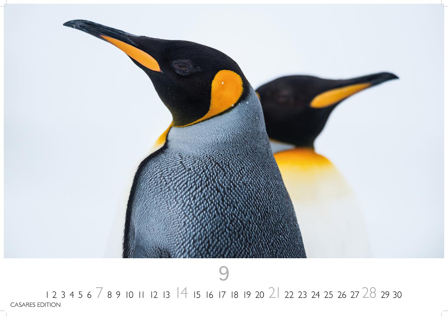 Bild: 9781835241202 | Pinguine 2025 L 35x50cm | Kalender | 14 S. | Deutsch | 2025