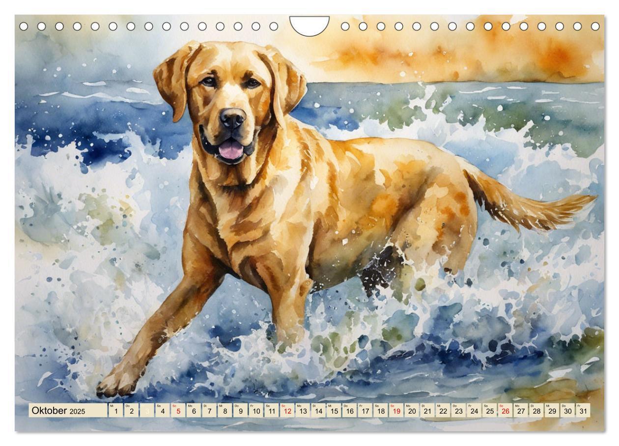 Bild: 9783383822575 | Voller Kraft und Energie - Labrador-Retriever (Wandkalender 2025...