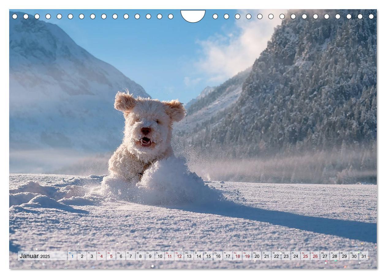 Bild: 9783435296095 | Lagotto Romagnolo in den Alpen 2025 (Wandkalender 2025 DIN A4...