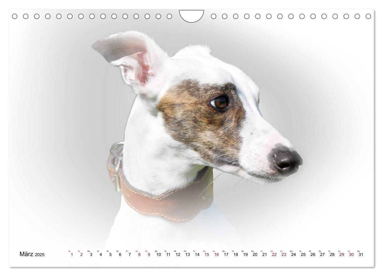 Bild: 9783383824333 | Windhund Portrait 2025 White Edition (Wandkalender 2025 DIN A4...