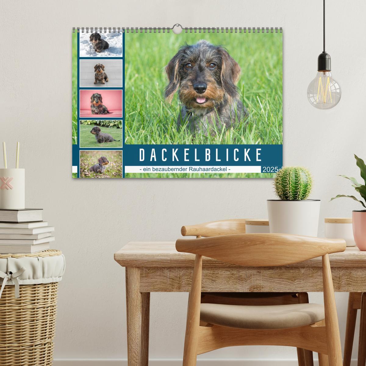 Bild: 9783435104390 | Dackelblicke - ein bezaubernder Rauhaardackel (Wandkalender 2025...