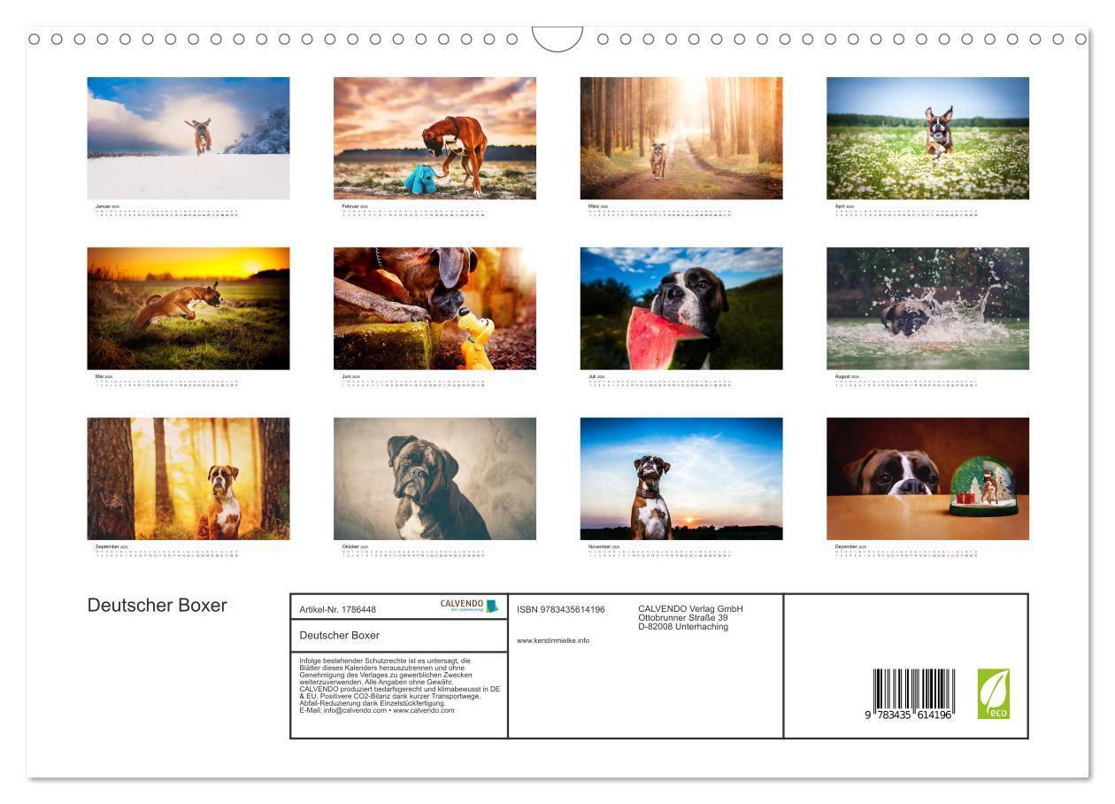 Bild: 9783435614196 | Deutscher Boxer (Wandkalender 2025 DIN A3 quer), CALVENDO...