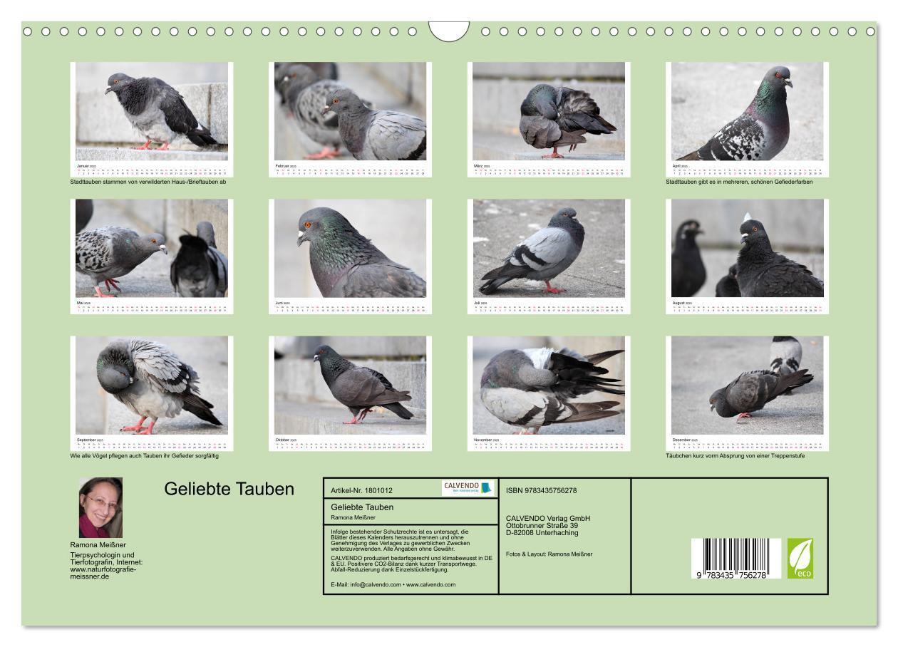 Bild: 9783435756278 | Geliebte Tauben (Wandkalender 2025 DIN A3 quer), CALVENDO...