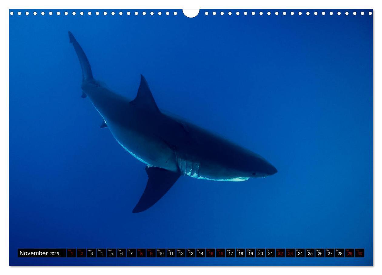 Bild: 9781325942909 | The Great White Shark: King of the Ocean (Wall Calendar 2025 DIN A3...