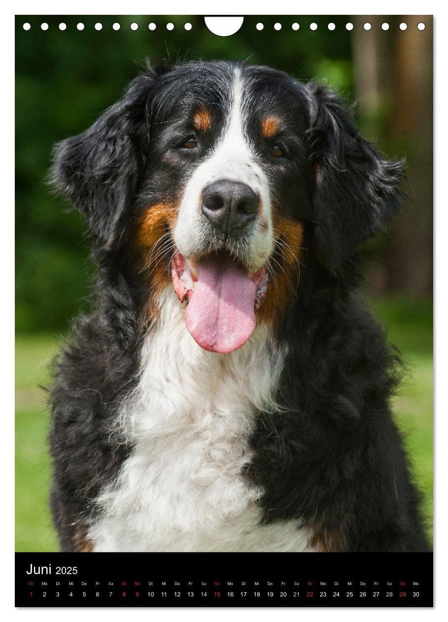 Bild: 9783457069394 | Berner Sennenhund 2025 (Wandkalender 2025 DIN A4 hoch), CALVENDO...