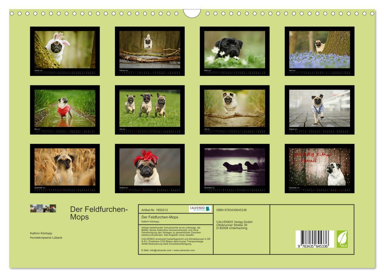 Bild: 9783435645336 | Der Feldfurchen-Mops (Wandkalender 2025 DIN A3 quer), CALVENDO...