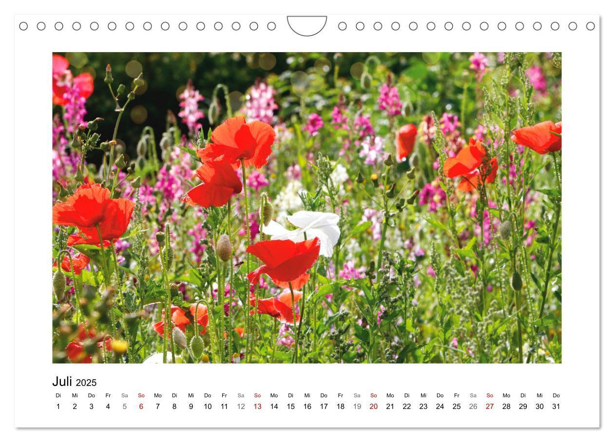 Bild: 9783435078158 | Mein Sehnsuchtsort, die Blumenwiese (Wandkalender 2025 DIN A4...