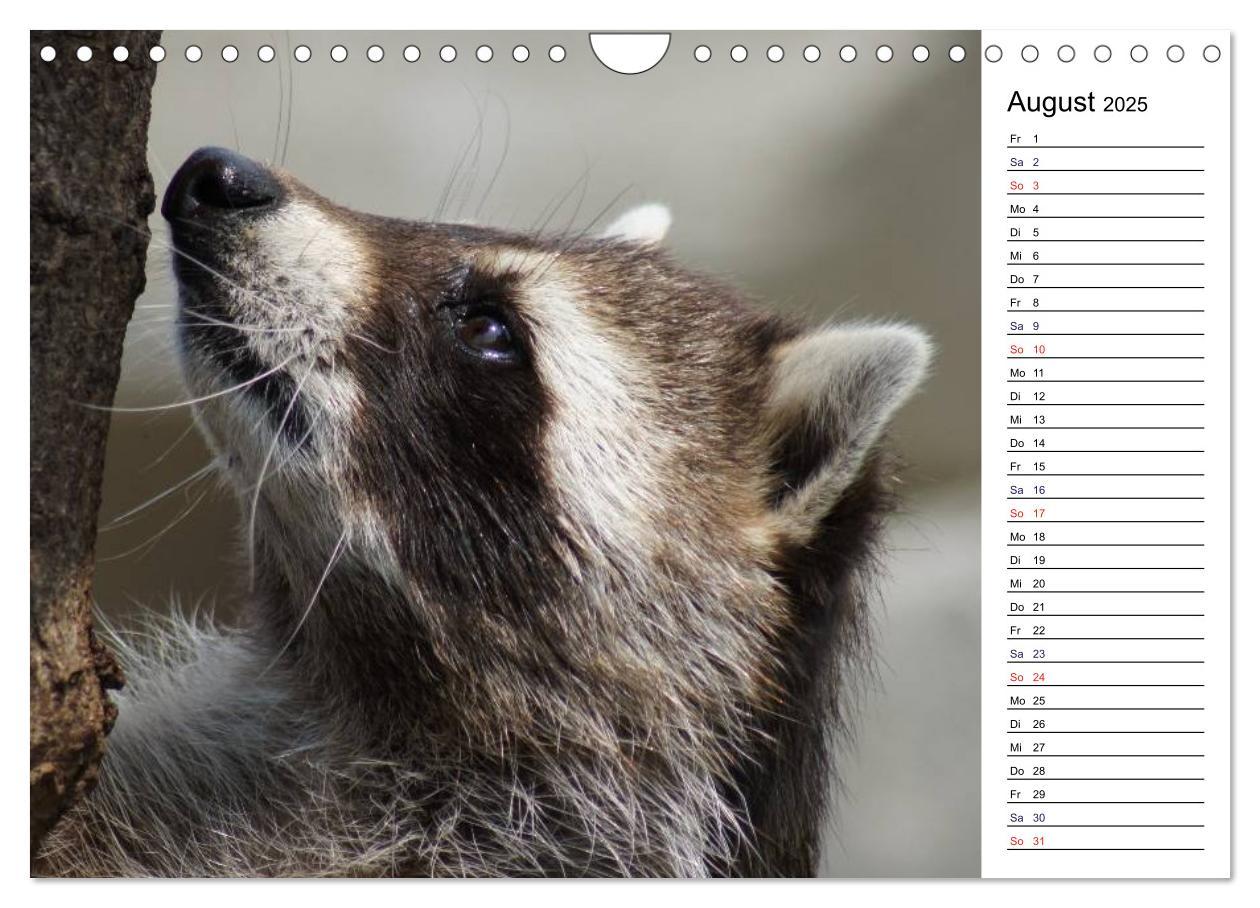 Bild: 9783435816941 | Faszinierende Tierportraits (Wandkalender 2025 DIN A4 quer),...