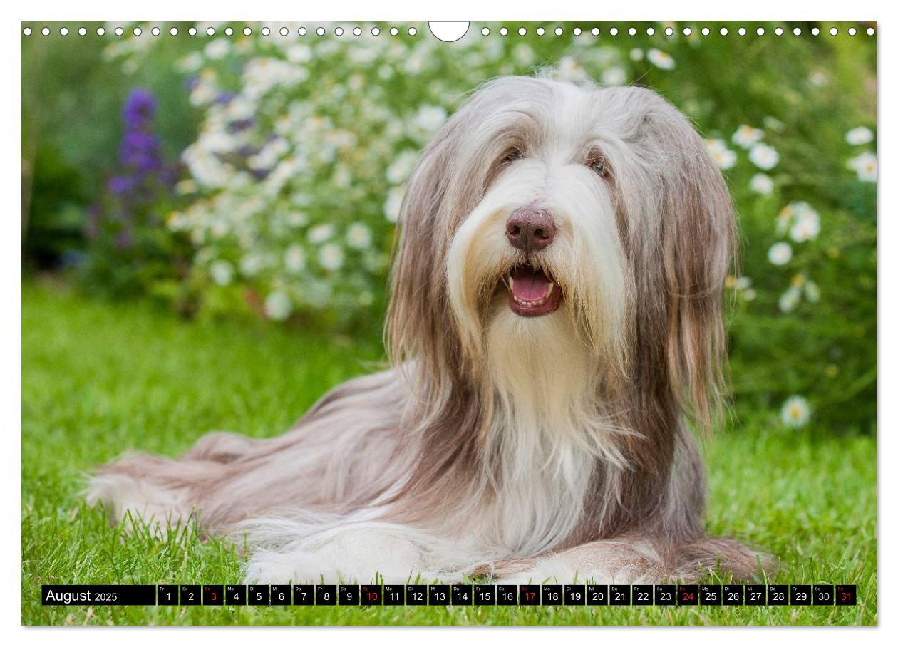 Bild: 9783435573509 | Liebenswerter Clown Bearded Collie (Wandkalender 2025 DIN A3 quer),...