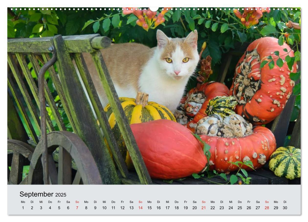 Bild: 9783435811809 | Katzen im Garten (Wandkalender 2025 DIN A2 quer), CALVENDO...