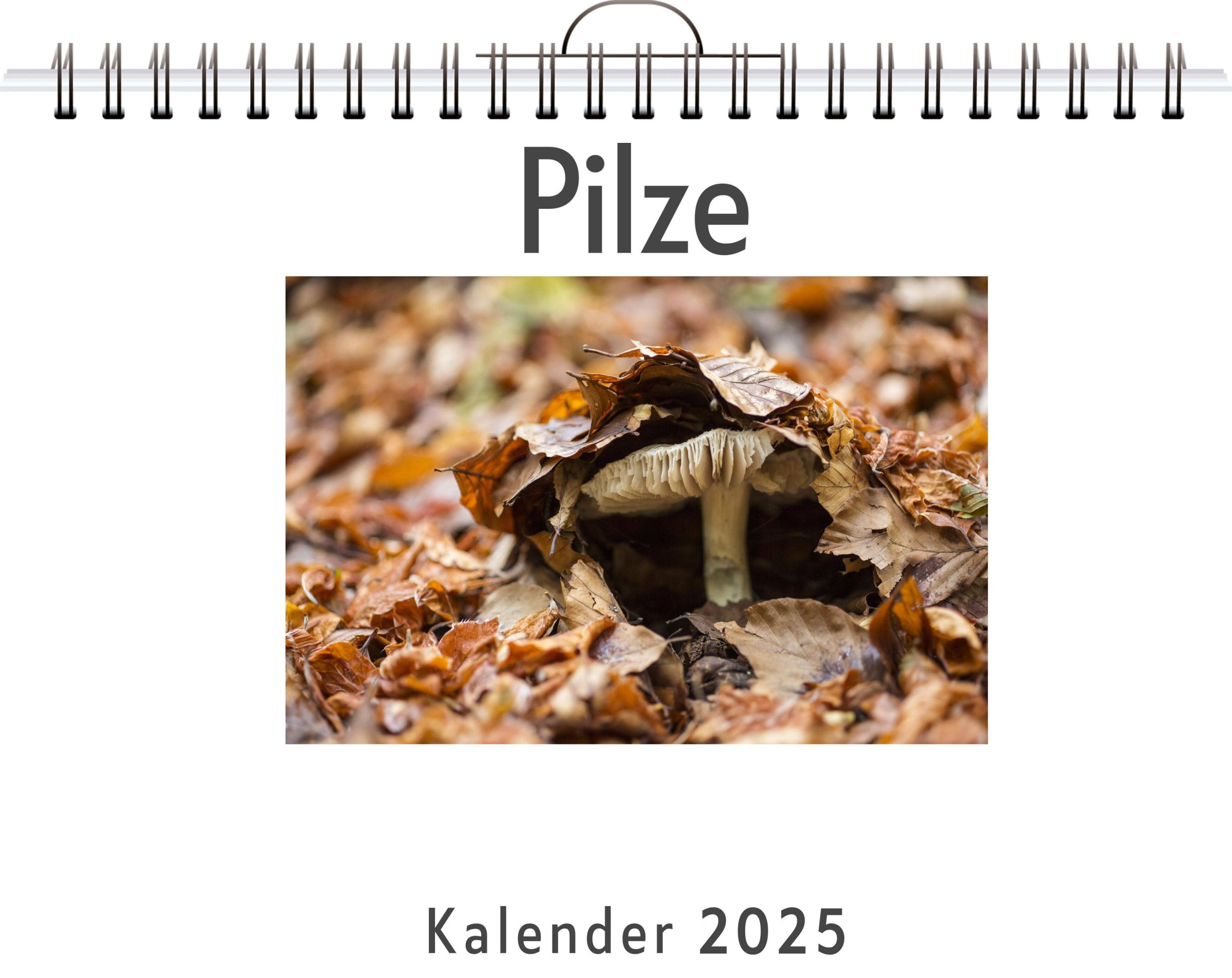 Cover: 9783759129109 | Pilze | Lina Weber | Kalender | Kalender | 14 S. | Deutsch | FlipFlop