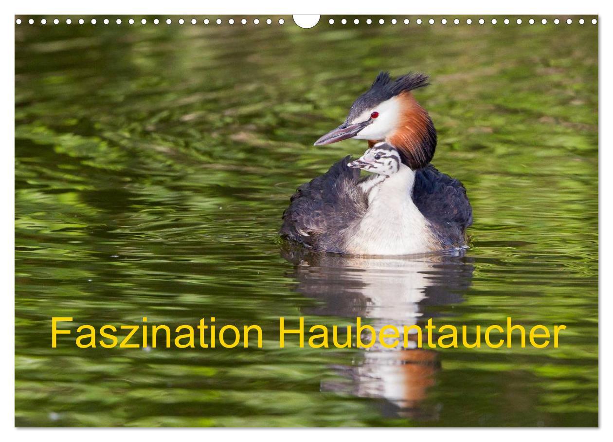 Cover: 9783435471966 | Faszination Haubentaucher (Wandkalender 2025 DIN A3 quer), CALVENDO...