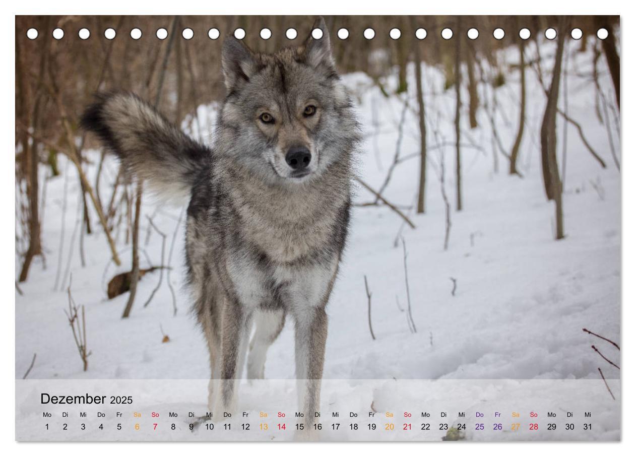 Bild: 9783435410262 | Wolfshunde 2025 (Tischkalender 2025 DIN A5 quer), CALVENDO...