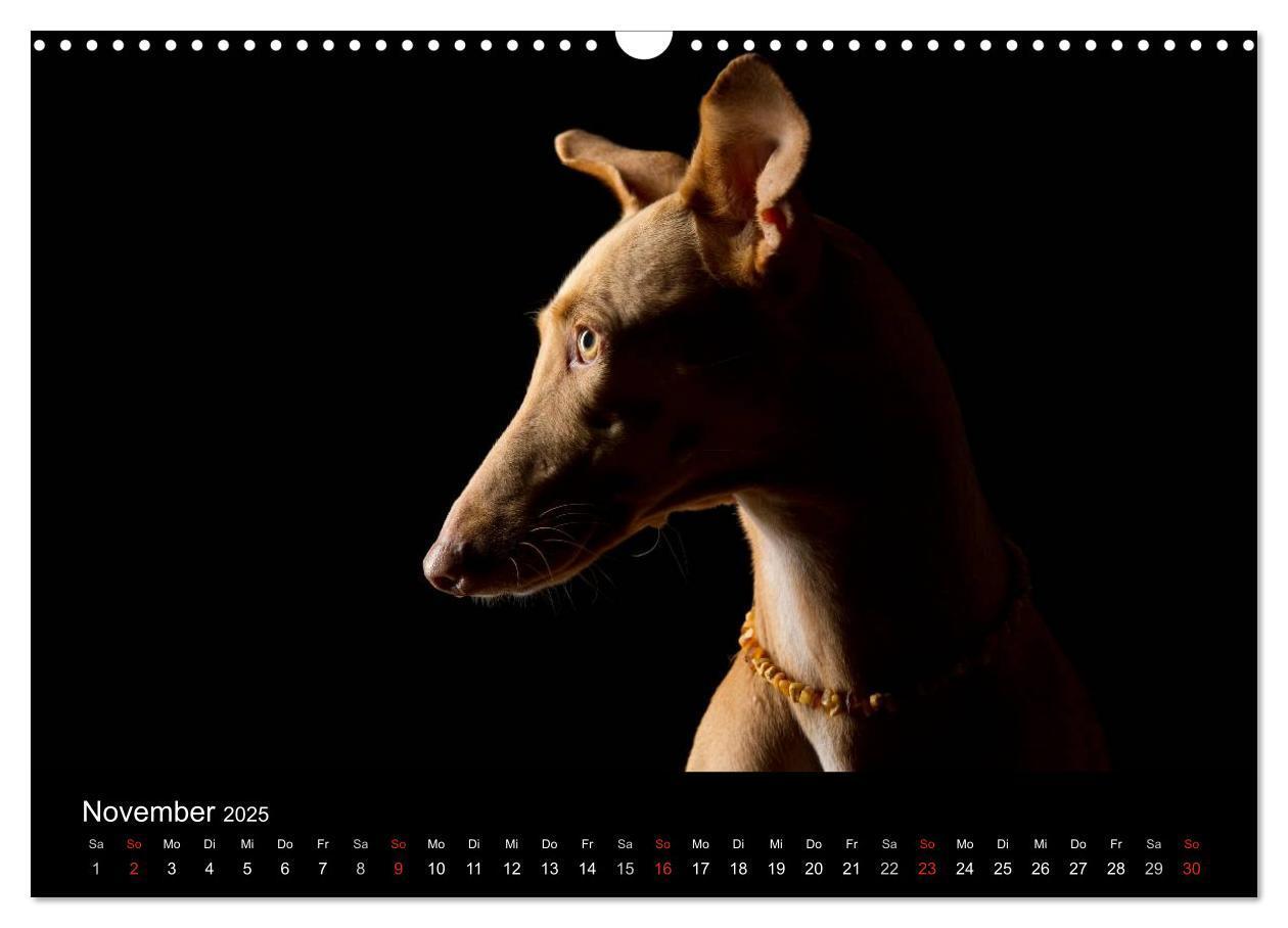 Bild: 9783435742219 | Dogs (Wandkalender 2025 DIN A3 quer), CALVENDO Monatskalender | Noack