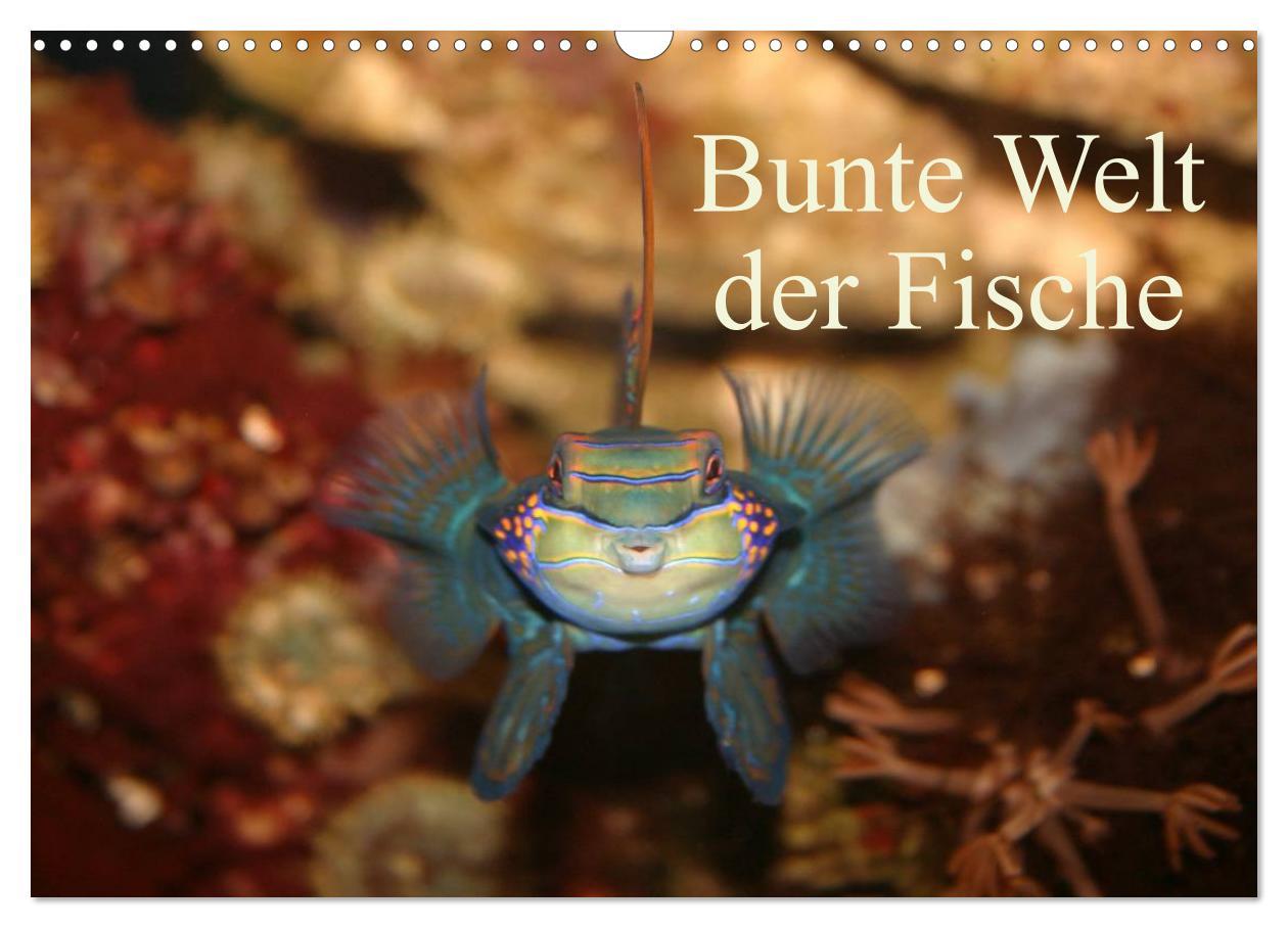 Cover: 9783435758760 | Bunte Welt der Fische (Wandkalender 2025 DIN A3 quer), CALVENDO...