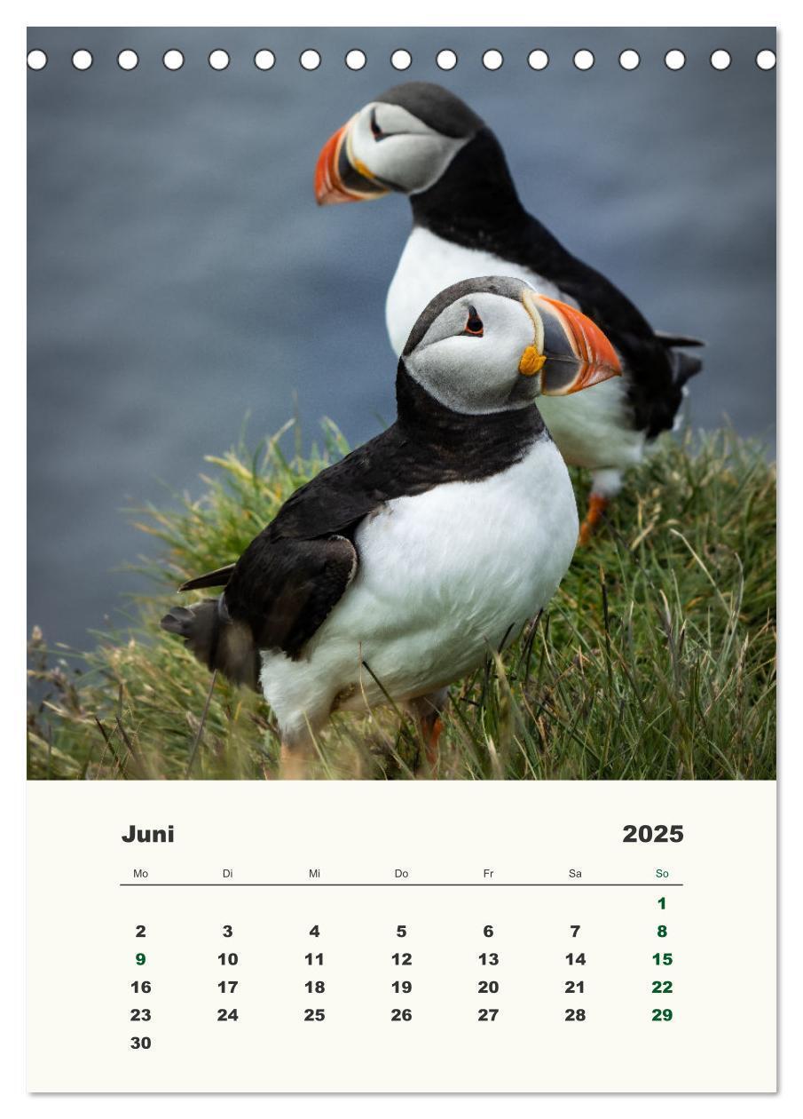 Bild: 9783435906314 | Papageientaucher in Island (Tischkalender 2025 DIN A5 hoch),...