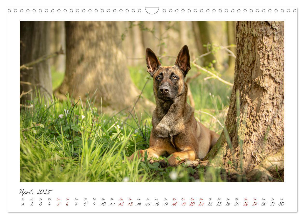 Bild: 9783383798436 | Mit dem Malinois durch das Jahr (Wandkalender 2025 DIN A3 quer),...