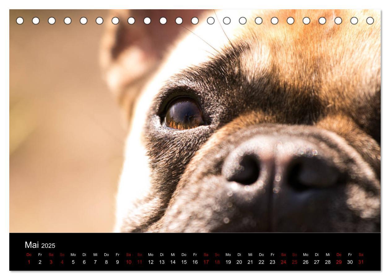 Bild: 9783435370573 | Französische Bulldoggen - Schutzengel auf 4 Pfoten (Tischkalender...