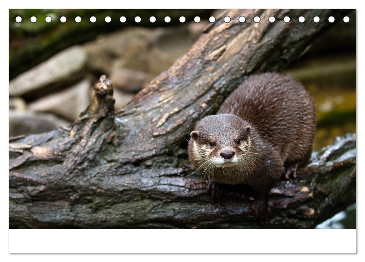 Bild: 9783435372102 | Otter - Jäger an Flüssen und Seen (Tischkalender 2025 DIN A5 quer),...