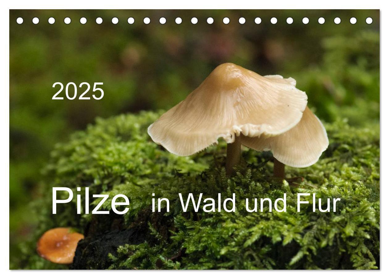 Cover: 9783435641314 | Pilze in Wald und Flur (Tischkalender 2025 DIN A5 quer), CALVENDO...