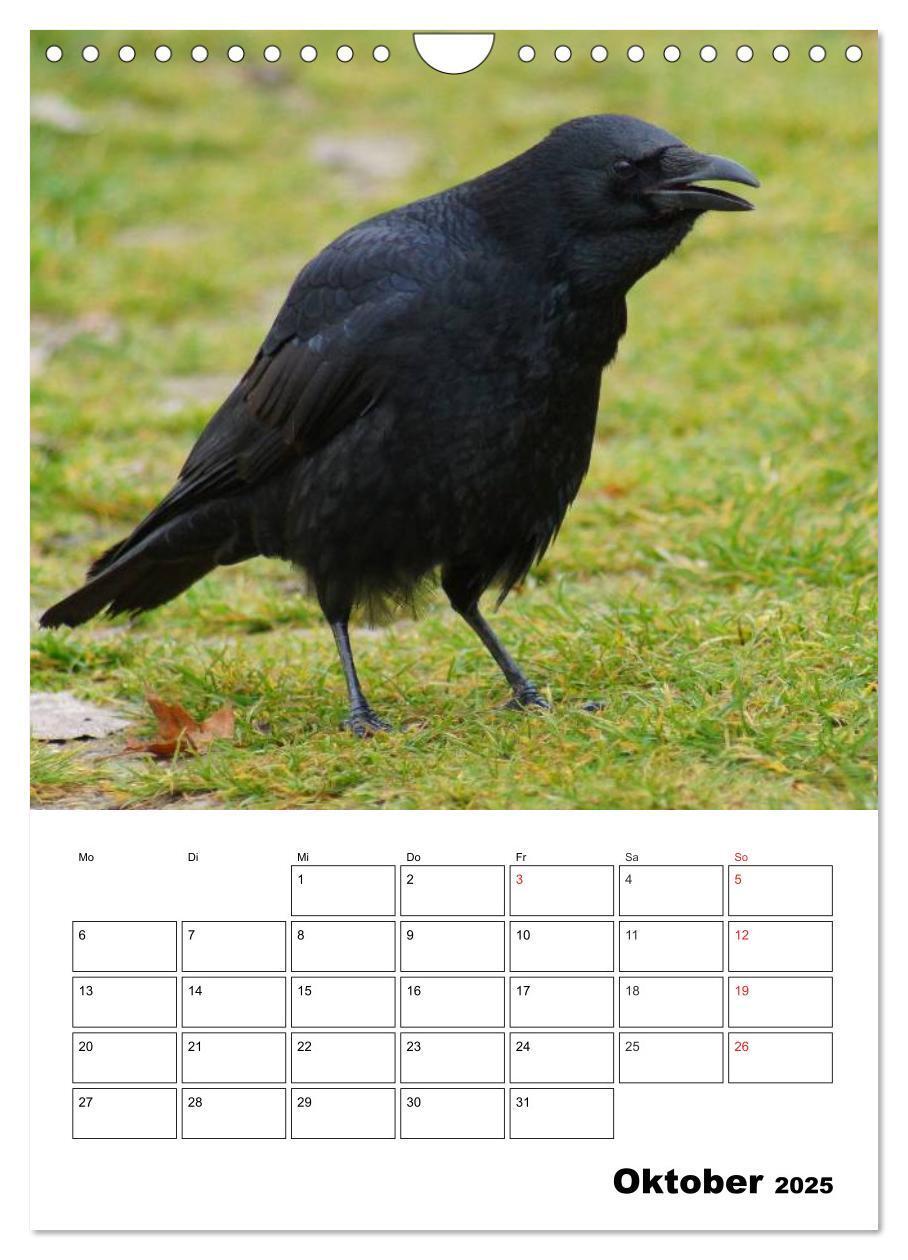 Bild: 9783457021088 | Rabenvögel Terminplaner (Wandkalender 2025 DIN A4 hoch), CALVENDO...